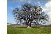 Дубки крымского предгорья: где они и что там смотреть